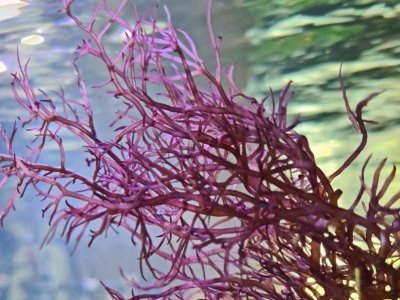 Best water conditions for macroalgae growth in the display tank / refugium