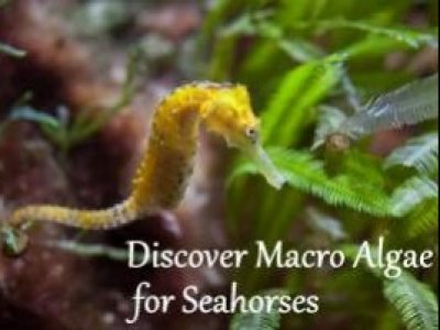 Marine macroalgae for the Seahorse aquarium