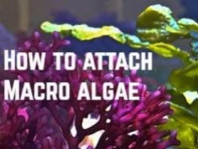 How to attach marine macroalgae the best way